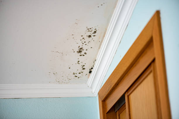 Best Mold Damage Restoration  in Whetstone, AZ